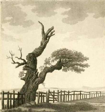 Old picture (1790) of a huge, partly broken old oak tree beside a wooden fence in open country